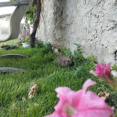 La Petite Jarlandine Hébergement de vacances Chateau-Arnoux-Saint-Auban